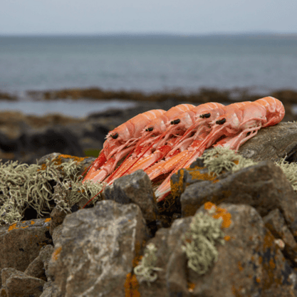 Sustainable Irish Seafood pictured on the Irish seafront