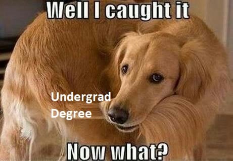 Dog catching tail meme