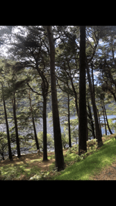 Nature walk through Girley Forest