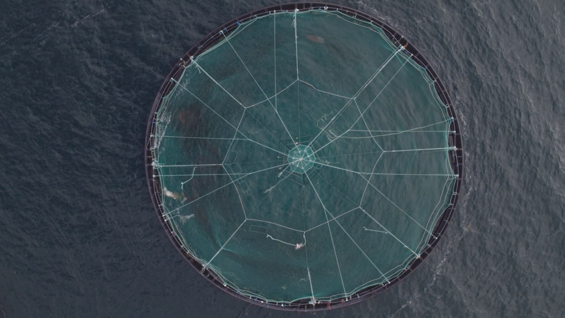 Organic Salmon - Seafood - Working in Harmony with Nature