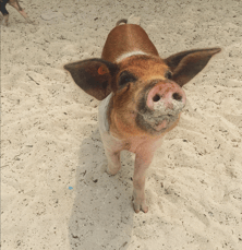 Screen Shot 2020-02-29 at 3.00.57 PM