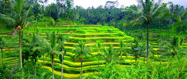 Tegalalang-Rice-Terrace-Bali-Green-Tour