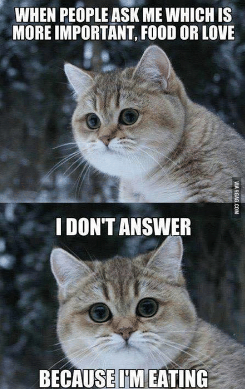 cat foodie meme