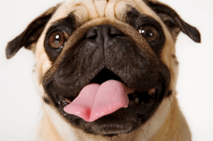 Image of a pug Image source:  pets.webmd.com