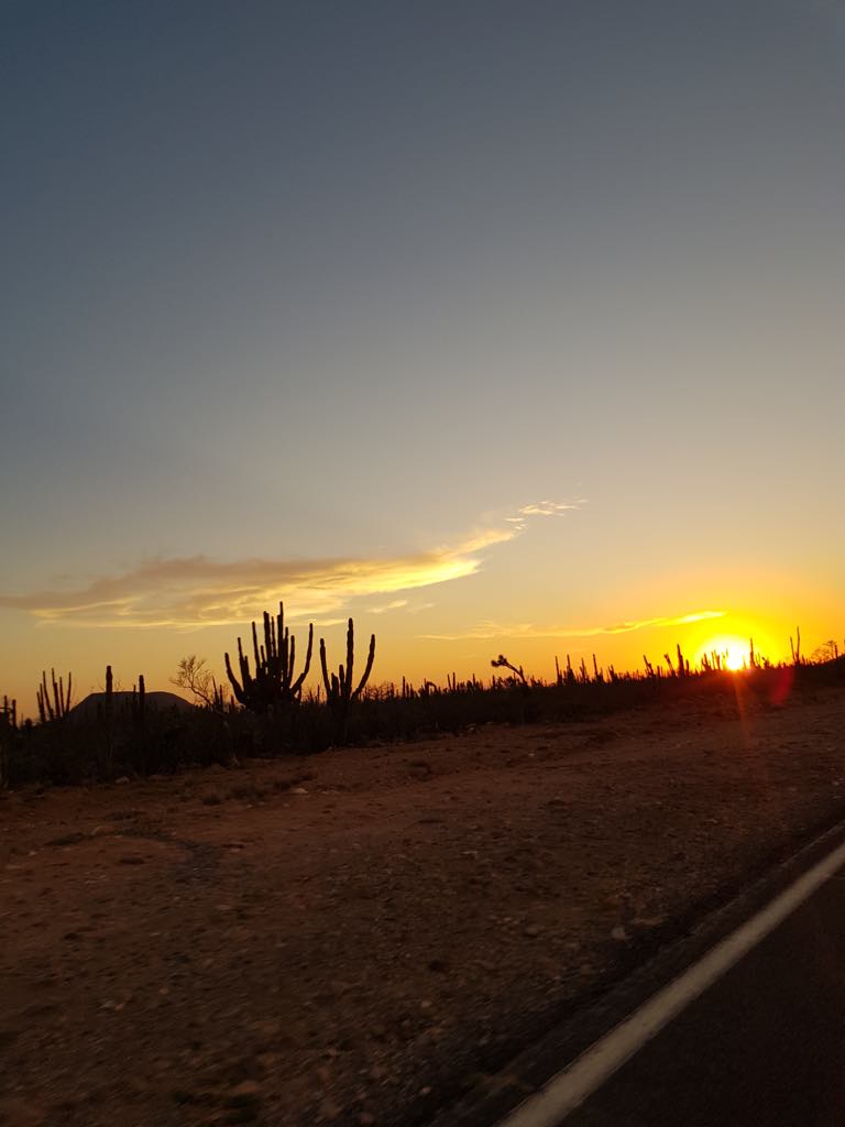 Bord Bia International Graduate Program