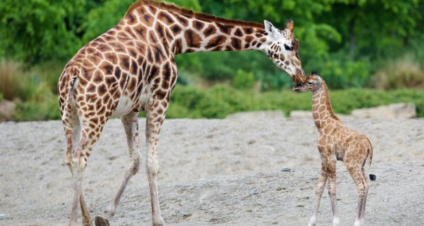 Dublin Zoo