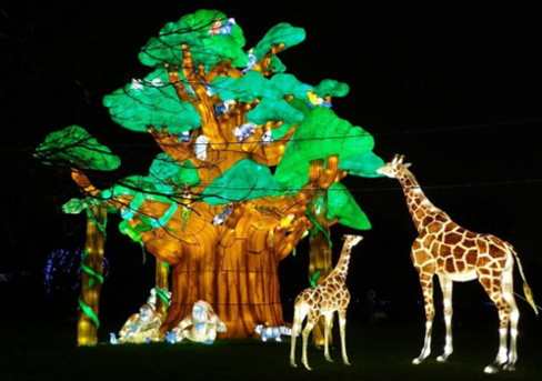 Wildlights Dublin Zoo