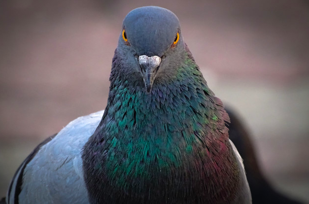 Screenshot 2020-02-29 at 17.06.54