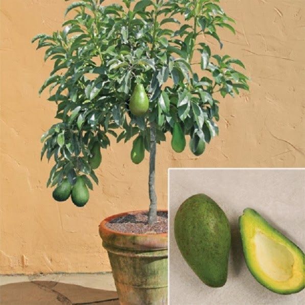 avocado plant