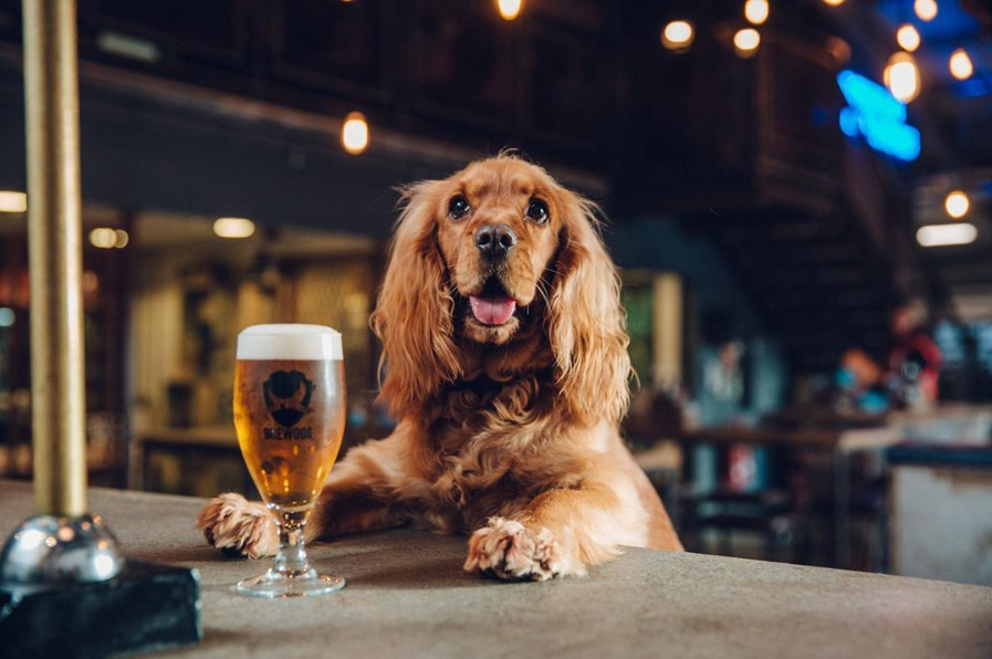 Brewdo dog friendly bar