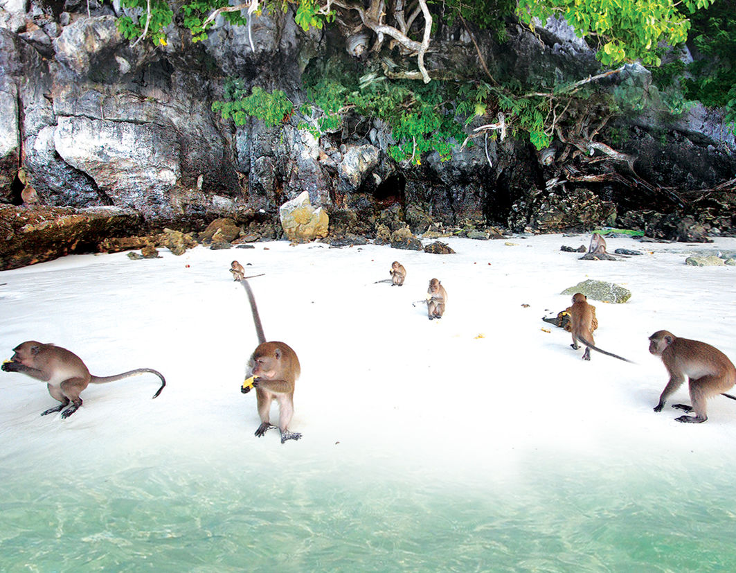 monkey beach